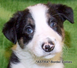 Tricolour, male, border collie puppy
